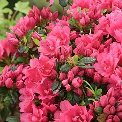 Азалия  Азалия в Подольске