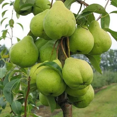 Груша ДЕКОР колонновидная  Груша ДЕКОР колонновидная в Подольске