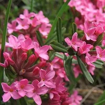 Волчеягодник  Волчеягодник в Подольске