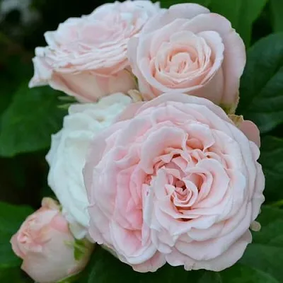 Саженцы роз БОМБАСТИК спрей  Саженцы роз БОМБАСТИК спрей в Подольске