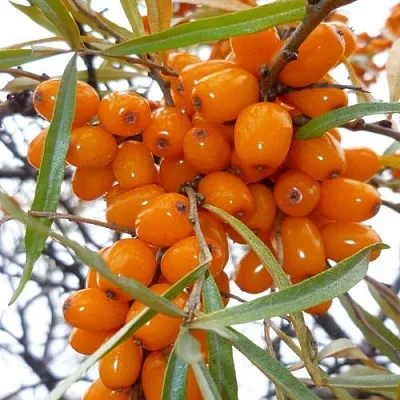 Облепиха КОСТЕР в Подольске