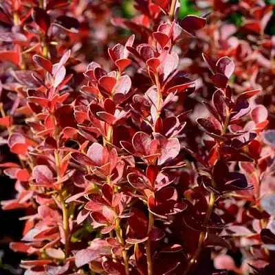 Барбарис ВУЛКАНО тунберга в Подольске