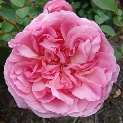 Саженцы роз ХАЙДИ ХОЛЛ английская  Саженцы роз ХАЙДИ ХОЛЛ английская в Подольске