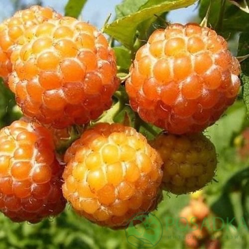 Малина КУМБЕРЛЕНД желтая в Подольске