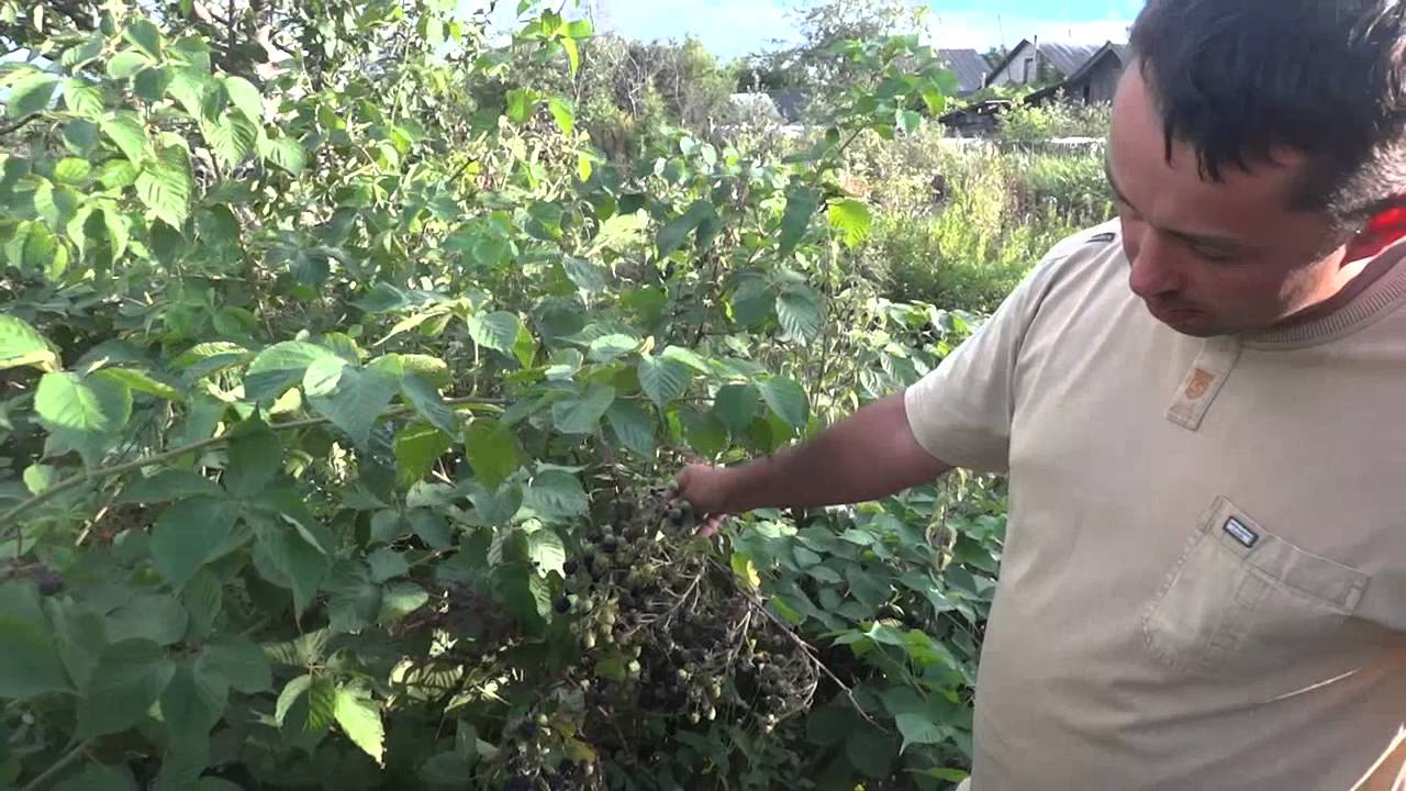 Превью видео