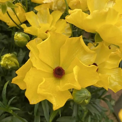 Ранункулюс АРТЕМИДА баттерфляй в Подольске