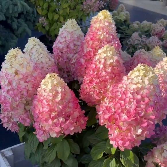 гортензия фрайз саженцы.jpg