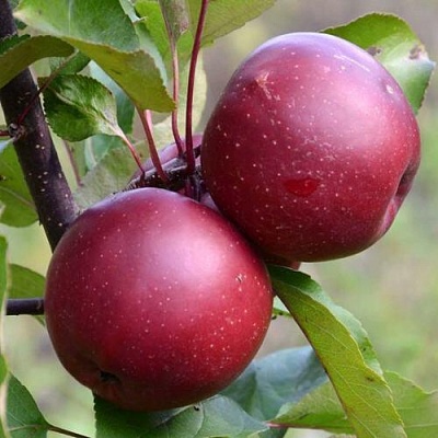Яблоня красномясая в Подольске