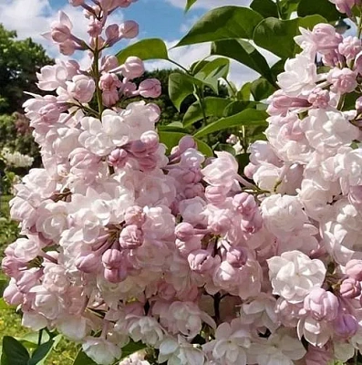 Сирень КРАСАВИЦА МОСКВЫ (привитая) в Подольске