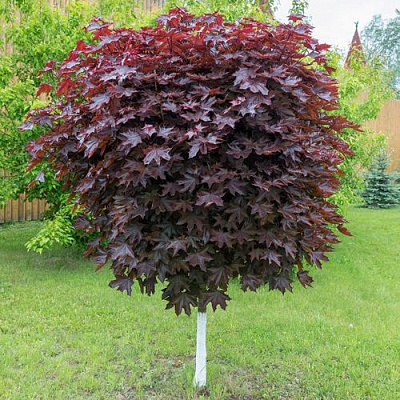 Клен красный в Подольске