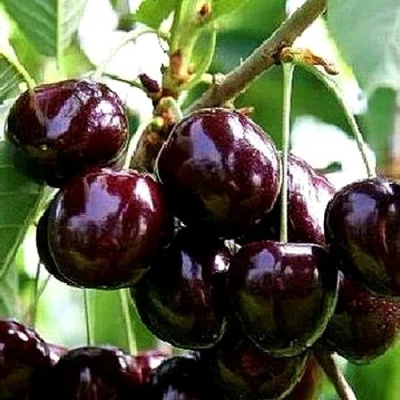 Черешня ДОНЕЦКИЙ УГОЛЁК в Подольске