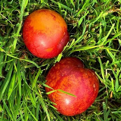 Шарафуга НЕКТАРИННАЯ в Подольске