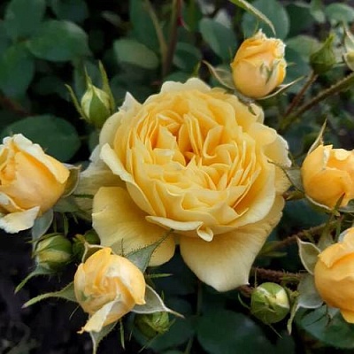 Роза флорибунда в Подольске