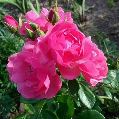 Роза АНГЕЛА флорибунда в Подольске