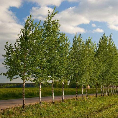 Береза обыкновенная в Подольске