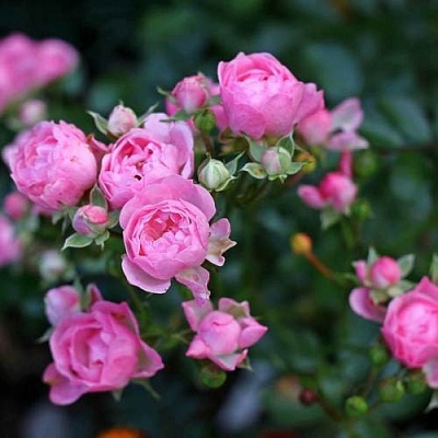 Роза полиантовая в Подольске