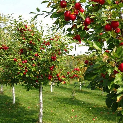 Плодовые деревья в Подольске