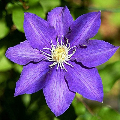 Клематис ЗЕ ПРЕЗИДЕНТ в Подольске