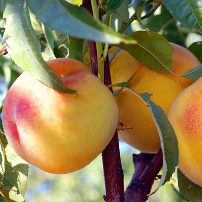 Персики в Подольске