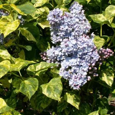 Сирень АУКУБАФОЛИЯ в Подольске
