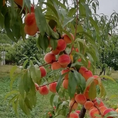 Персик ВУЛКАН в Подольске