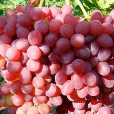 Виноград КИШМИШ КРАСНЫЙ в Подольске