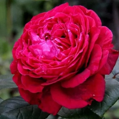 Роза 4 ВЕТРОВ флорибунда  в Подольске