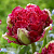 Тюльпан БЕЛЬФОР бахромчатый в Подольске