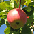 Яблоня ЛУЧЕЗАРНОЕ в Подольске