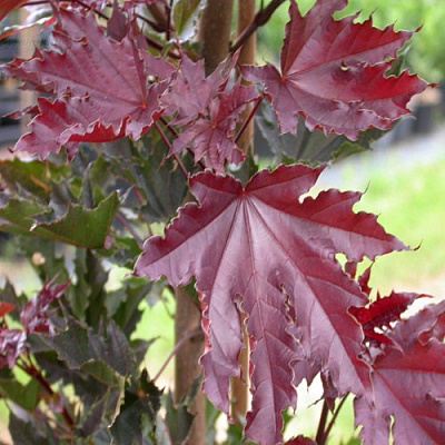 Клен КРИМСОН СЕНТРИ остролистный в Подольске