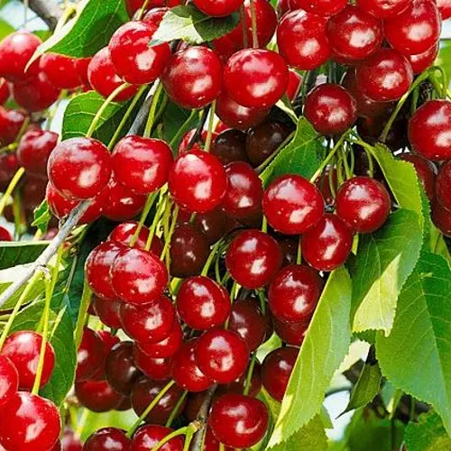 Вишня БРУСНИЦЫНА степная в Подольске